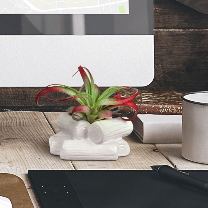 Fancy Plants Campfire Airplant holder
