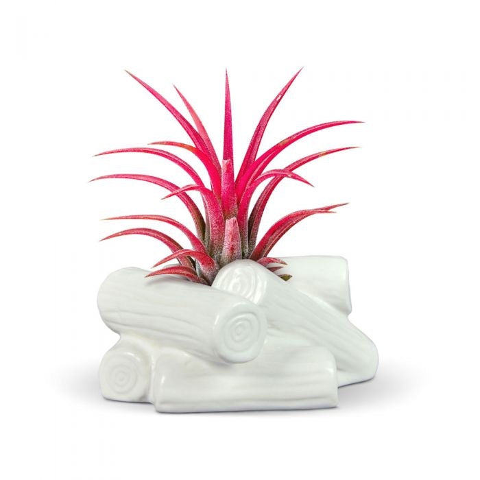 Fancy Plants Campfire Airplant holder